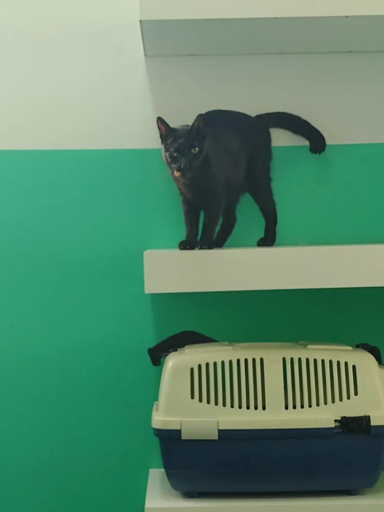 Un gato negro sobre un estante de la sala de los gatos, de paredes verde agua