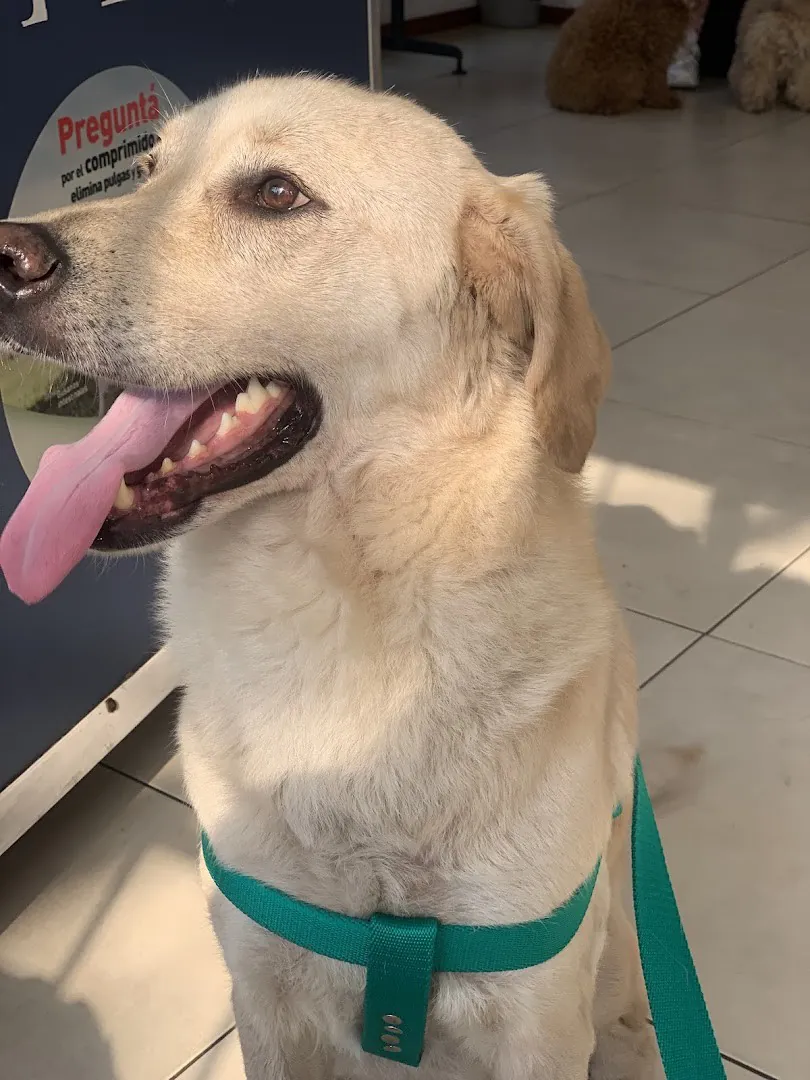 Un perro de pelo claro con arnés verde agua, sentado y sonriente en la sala de espera