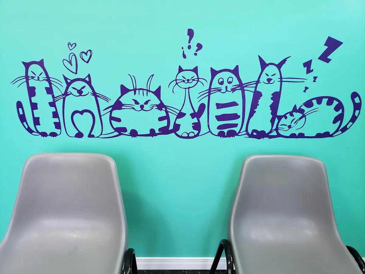 La sala de espera de los gatos: pared verde agua con un mural de gatos rayados y dos sillas